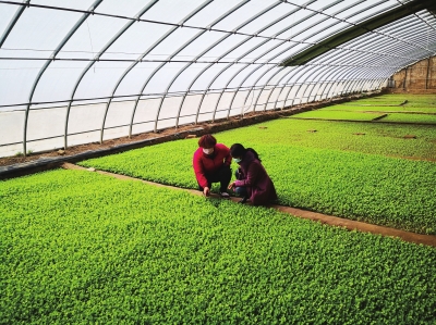 蘭州榆中縣：農業(yè)科技培訓“花樣”多