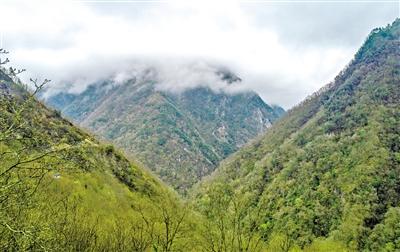 甘肅旅游丨白水江熊貓森林蜜 國(guó)家級(jí)自然保護(hù)區(qū)的饋贈(zèng)