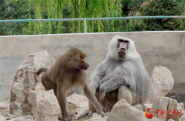 武威野生動物“新家裝修”進(jìn)行時 今年將“喜遷新居”