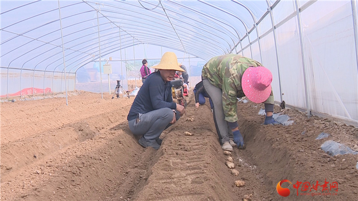 【甘肅省決戰(zhàn)決勝脫貧攻堅】蘭州榆中：種姜趟出致富路