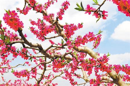 天水秦安：春來到 花枝俏