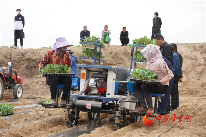 【甘肅省決戰(zhàn)決勝脫貧攻堅】蘭州榆中：推廣機械化種菜 提升高原夏菜供應能力