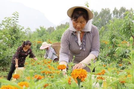 隴南成縣：萬(wàn)壽菊進(jìn)入采摘季（圖）