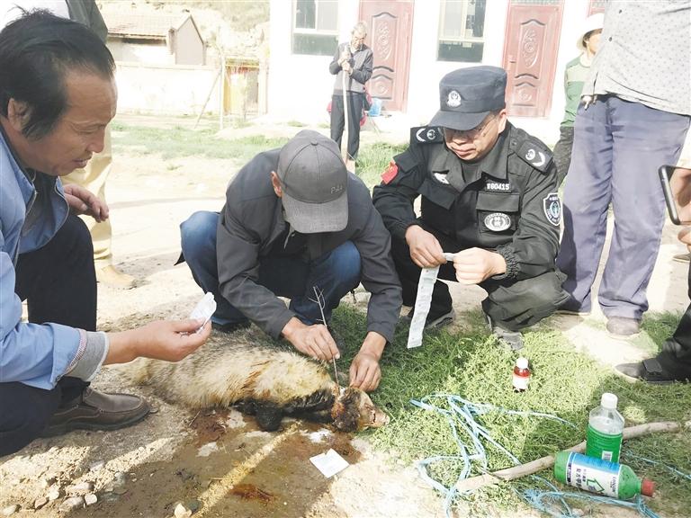 隆暢河保護(hù)站救助放歸一只國家二級保護(hù)動物豬獾