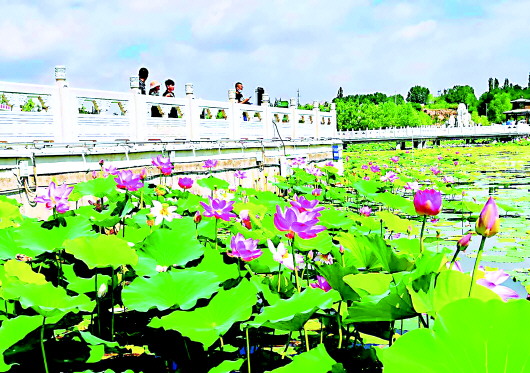 與“荷”相約 共“香”夏日 白銀區(qū)第四屆荷花節(jié)本月28日開幕