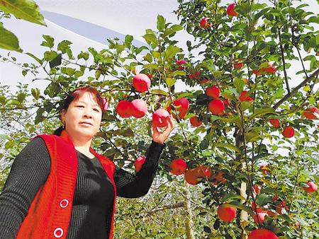 【走向我們的小康生活】馮巧葉，“大家一起過好日子”