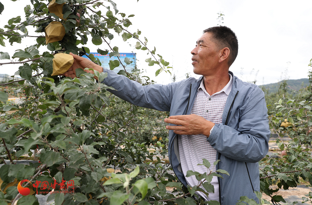 【走向我們的小康生活】平涼靜寧：金果創(chuàng)富再出發(fā)