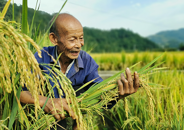 康縣大南峪：又到水稻豐收時