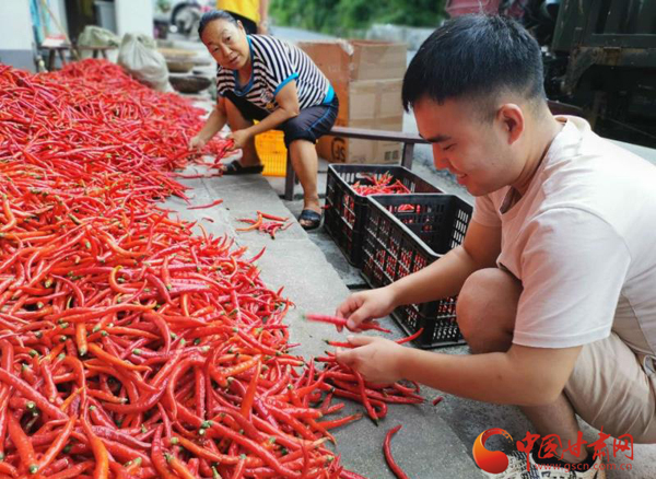 文縣大盤峪村：找準產(chǎn)業(yè)扶貧路子  打贏脫貧攻堅戰(zhàn)役