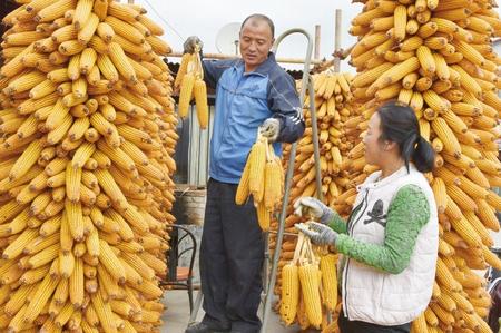 隴南西和縣西峪鎮(zhèn)上坪村：農(nóng)家曬秋忙