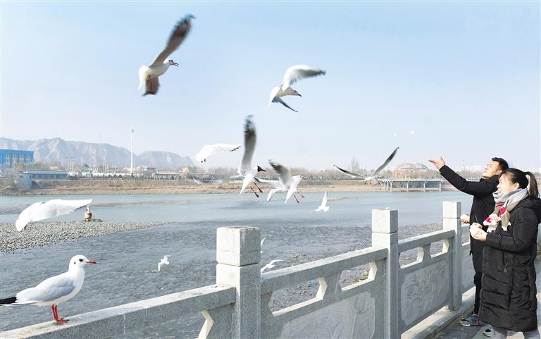 臨夏州永靖縣劉家峽鎮(zhèn)黃河岸邊居民給紅嘴鷗喂食