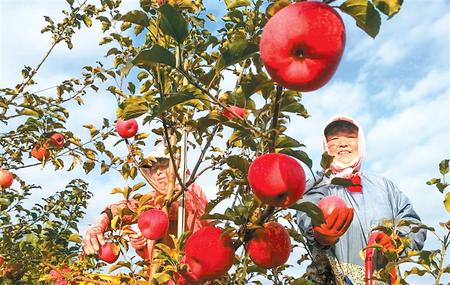 從培育產業(yè)到制定標準的飛躍 ——靈臺縣推進蘋果產業(yè)轉型升級紀實