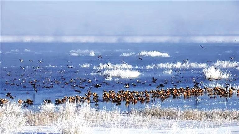 石羊河國(guó)家濕地公園冰消雪融 水鳥飛翔