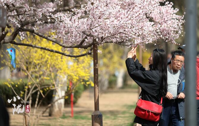 【小隴畫報(bào)·111期】三月芳菲始 金城春正好（視頻）