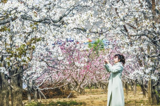 又見梨花漫天什川本周末迎來(lái)賞花高峰