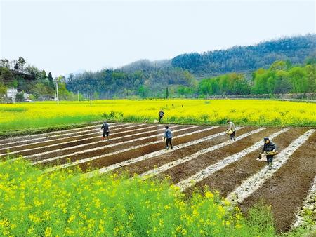 隴南康縣大南峪鎮(zhèn)花廟村村民正在培育水稻秧苗