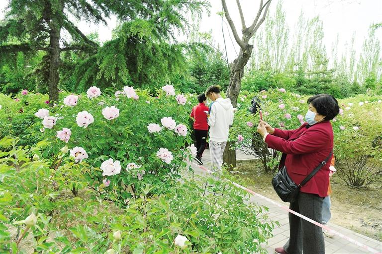 臨夏市北濱河路60里牡丹長(zhǎng)廊里不同品種、顏色各異的牡丹花爭(zhēng)奇斗艷