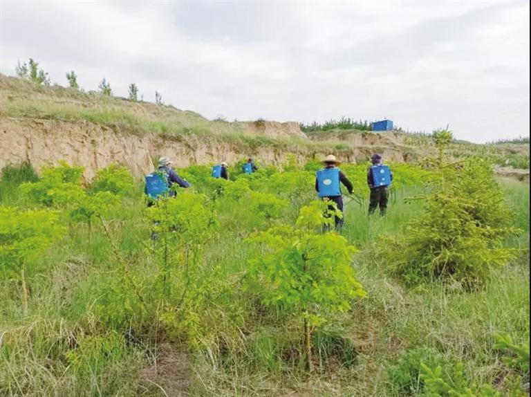 工程建設規(guī)模360畝 共栽植各類苗木33332株 蘭州南北兩山生態(tài)綠化西山嶺景觀明顯提升