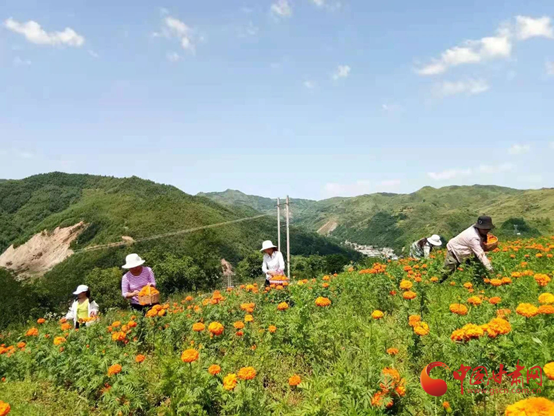 【小康圓夢·看甘肅】西和：萬壽菊迎豐收 花農采摘笑開顏