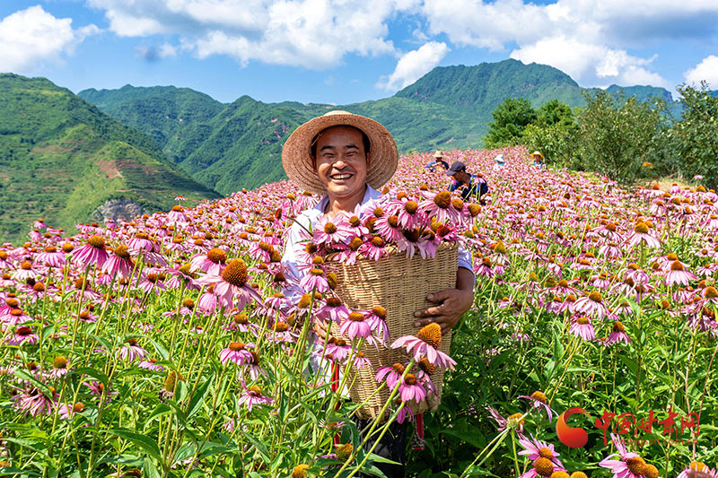 【小康圓夢(mèng)·看甘肅】康縣平洛鎮(zhèn)：紫錐菊喜迎豐收 花農(nóng)采摘笑開顏