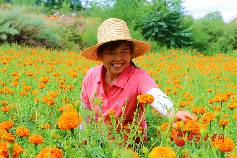 【小康圓夢(mèng)·看甘肅】禮縣：千畝菊花齊綻放 百戶花農(nóng)喜增收