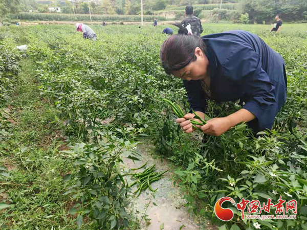 【小康圓夢·看甘肅】西和：訂單辣椒喜獲豐收