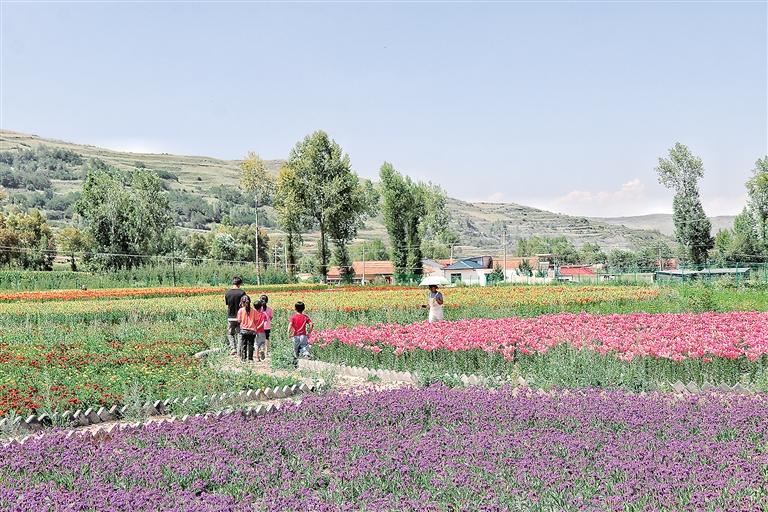 臨夏州康樂縣在草長溝景區(qū)打造了占地30多畝的花海