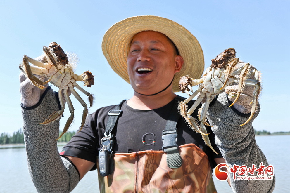 【隴拍客】甘肅臨澤十二萬斤大閘蟹喜獲豐收  “飛奔”江南各大城市