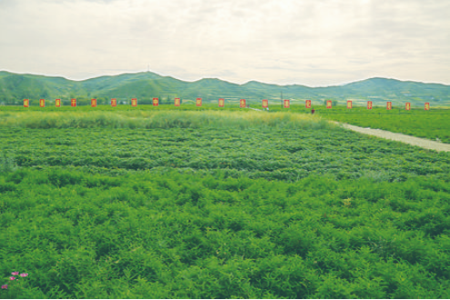 標準化讓“道地藥材”更地道——岷縣中藥材產業(yè)走上高質量發(fā)展之路