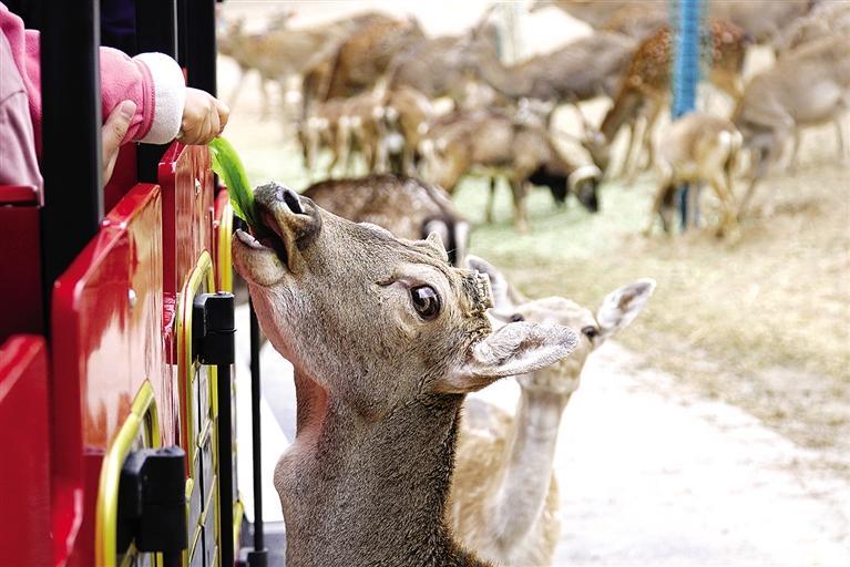 蘭州野生動(dòng)物園試開(kāi)園優(yōu)惠期門(mén)票68元