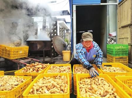 村民在康縣陽壩鎮(zhèn)陽壩村天麻種植大戶胡國強家加工天麻。