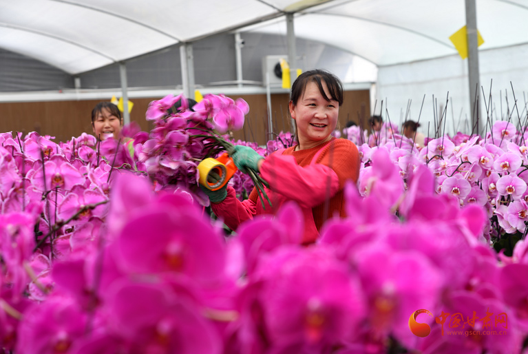 【小康圓夢·看甘肅】渭源：花卉產業(yè)綻放“美麗經(jīng)濟”