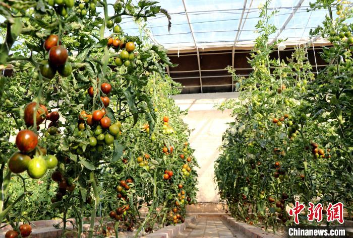 12月14日，甘肅省武威市民勤縣紅旗谷現(xiàn)代農(nóng)業(yè)產(chǎn)業(yè)園，溫棚內(nèi)“水果西紅柿”長勢良好?！●R愛彬 攝