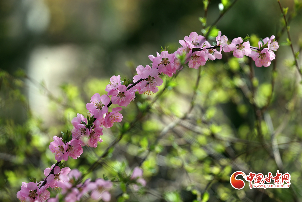 【百花綻放秀甘肅】玉蘭花開(kāi)時(shí) 蘭山賞花海