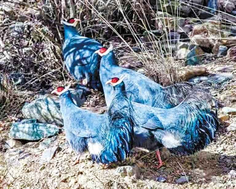 祁連山國家公園成群藍馬雞覓食嬉戲