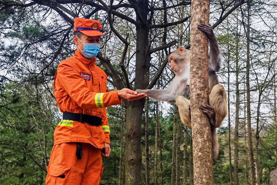 【甘快看】嗨！你好！甘肅隴南森林消防員巡護(hù)途中偶遇野生獼猴群