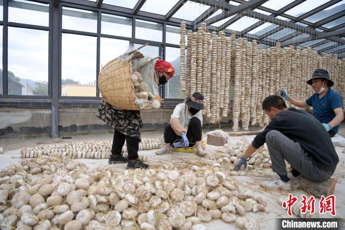 5月10日，甘肅省甘南藏族自治州迭部縣一青稞酒廠，工作人員用青稞面和青稞草等制成的曲坯用繩子串起來，方便掛起來曬干。九美旦增　攝