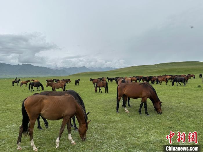 7月中旬，在山丹馬場(chǎng)草原上吃草的“山丹馬”?！〈魑牟?攝