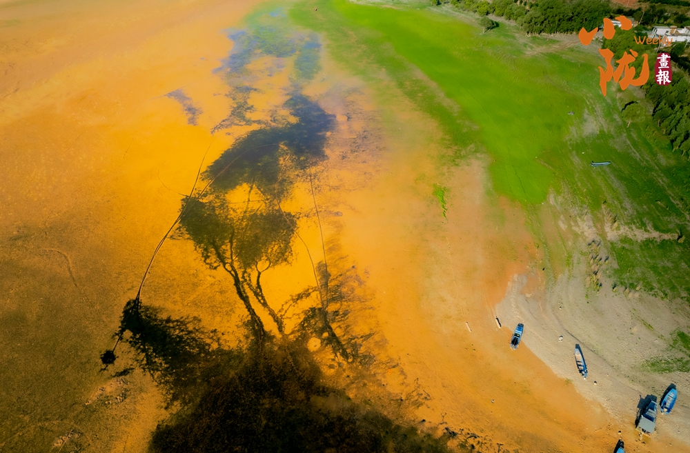 劉家峽黃河灘涂“潮汐樹(shù)”繪就大地奇觀