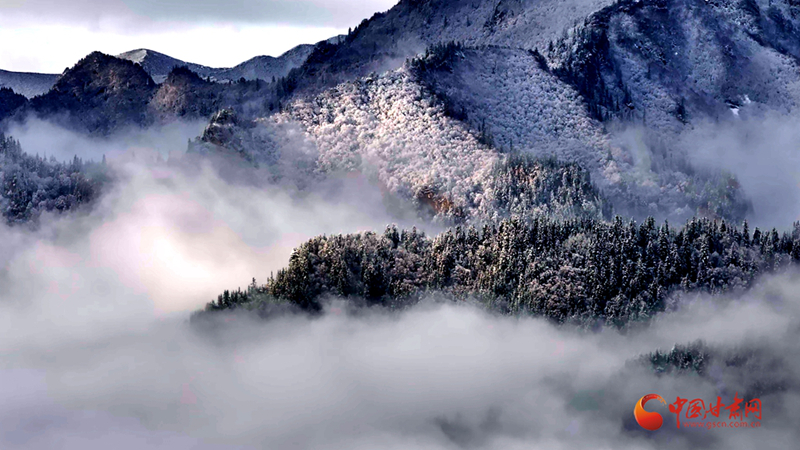 隴拍客|祁連雪霽 瓊枝報春