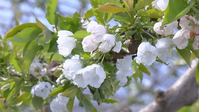 玉門：小小櫻桃花 家門口的“致富花”